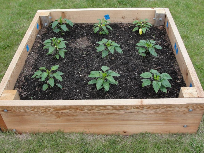 Top 5 Raised Beds In NZ