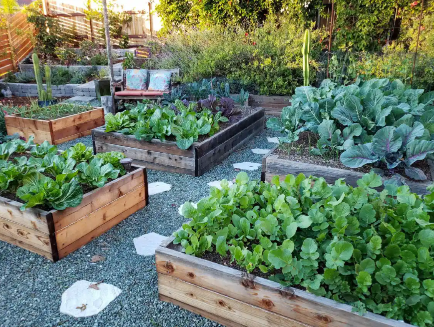 raised beds in NZ