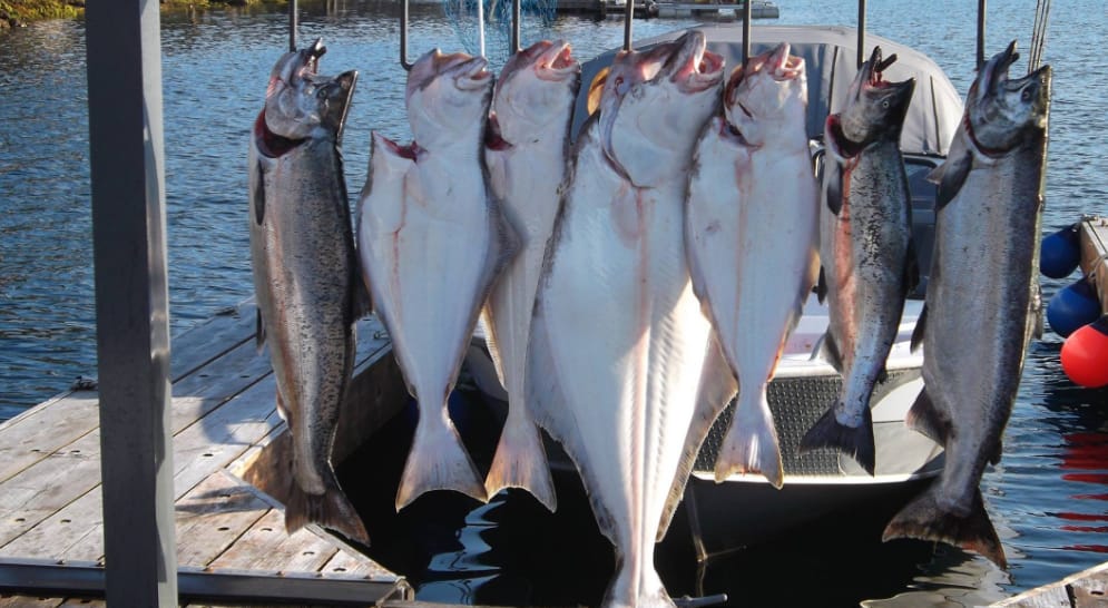 halibut fishing charters