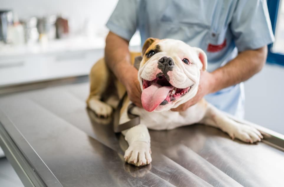 Comprehensive Care: A Guide to Choosing the Right Animal Hospital in Dunwoody, GA