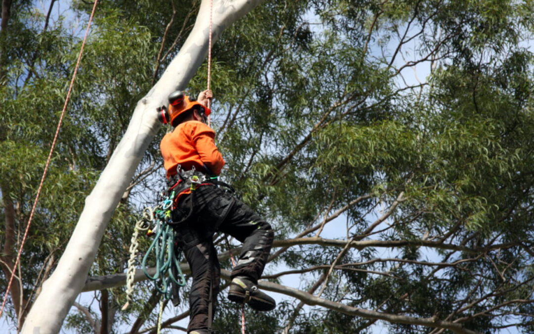 How Ballina Tree Lopping Practice Can Transform Your Landscape