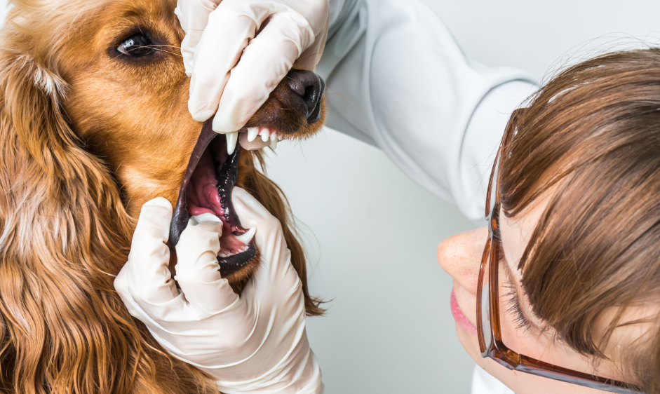 dental vet for dogs