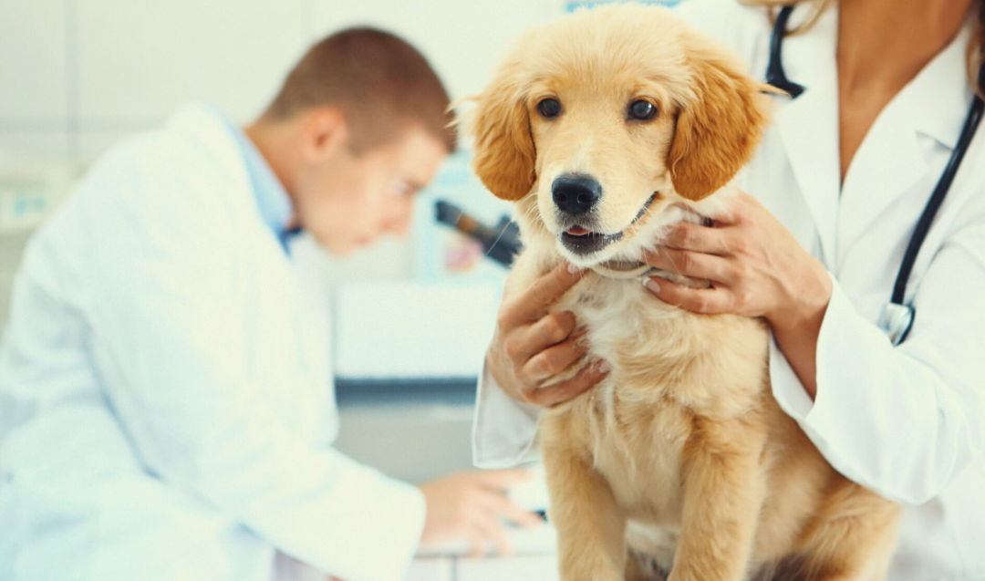 How to Find the Right Animal Hospital in Dunwoody, GA