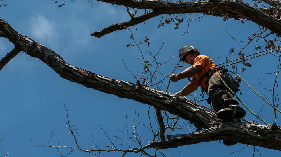 Essential Tips for Safe and Effective Palm Tree Removal on the Gold Coast