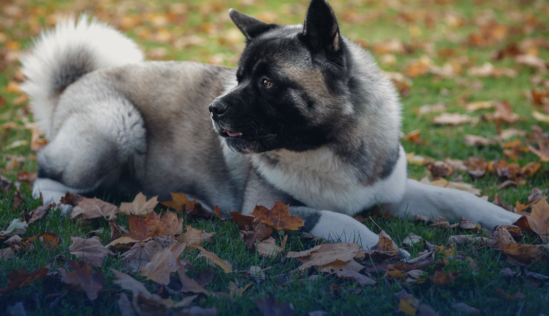 How Dunwoody Animal Medical Center Can Help with Preventive Pet Care