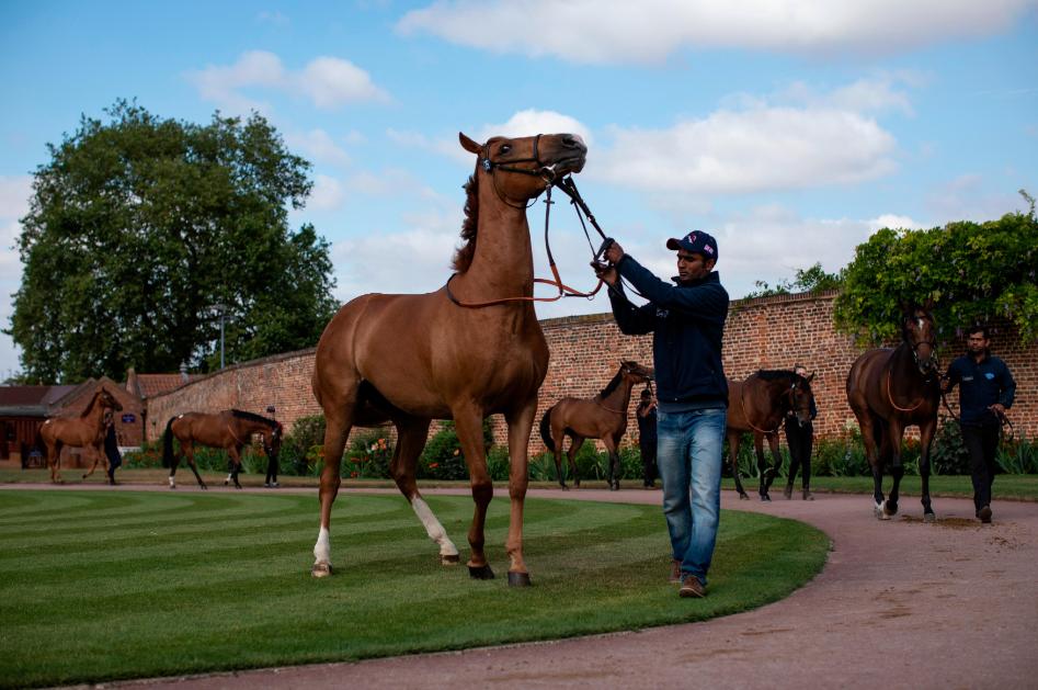 horse sales in QLD