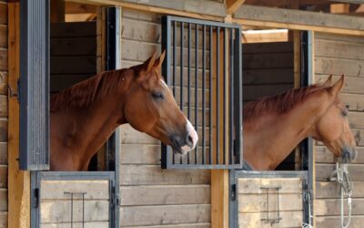 Unveiling the Future of Horse Care: The Ultimate Guide to Metal Equestrian Facilities