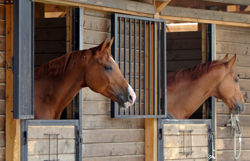 horse house builder